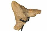 Triceratops Nose Horn - Bowman, North Dakota #131351-4